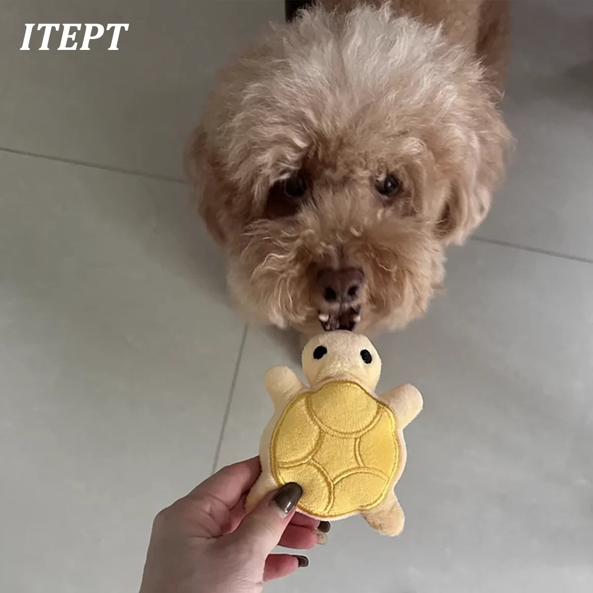Popular New Mini Cute Turtle Plush Dog Toys Squeaking Toys Healthy Soft and Safe for Puppy Teeth